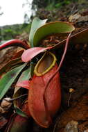 Image of Nepenthes merrilliana Macfarl.