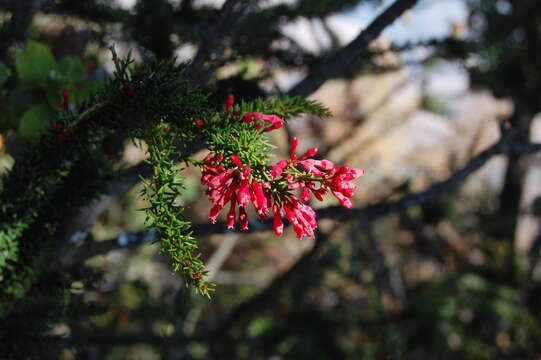 Image of Colletia ulicina Gill. & Hook.