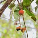 Image of Cupaniopsis newmanii S. T. Reynolds