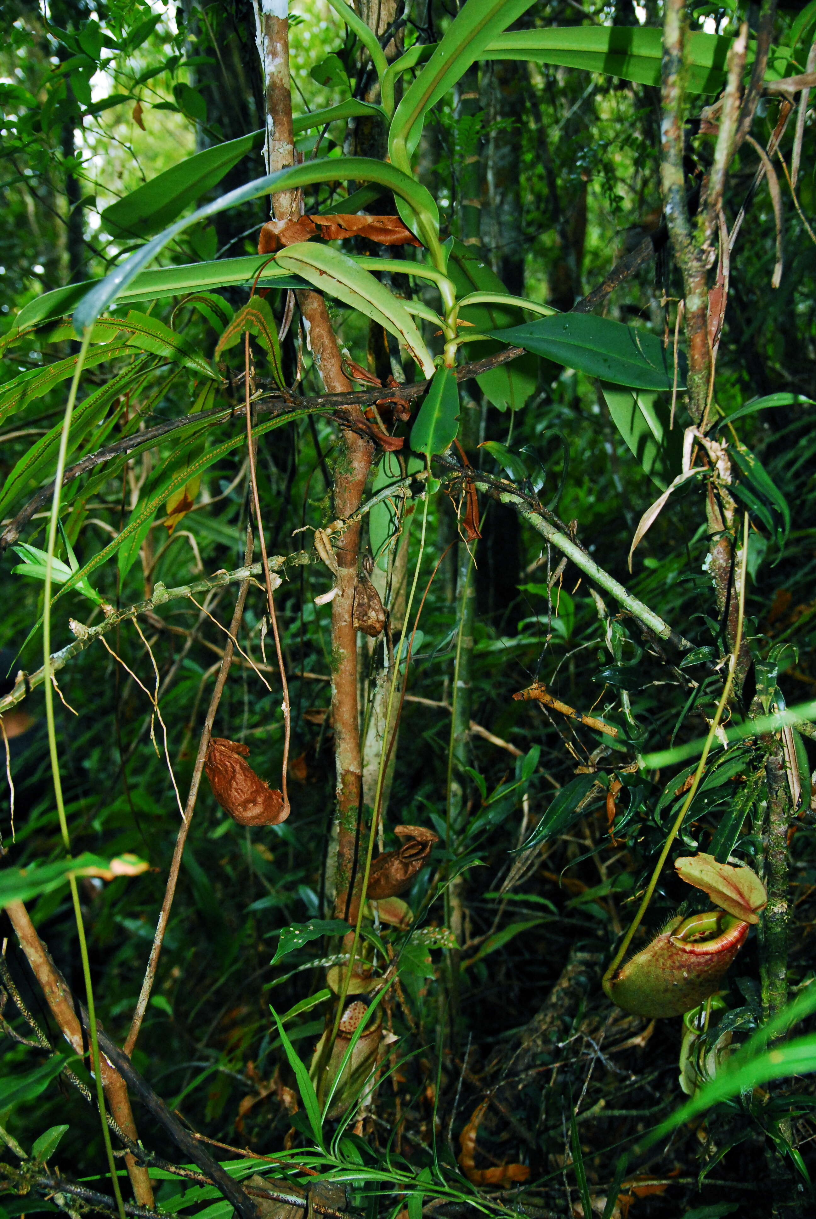 Image of Nepenthes surigaoensis Elmer
