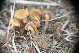 Imagem de Agrocybe pusiola (Fr.) R. Heim 1934