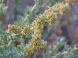 Image of sea-purslane