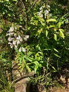 Penstemon canescens (Britt.) Britt. resmi