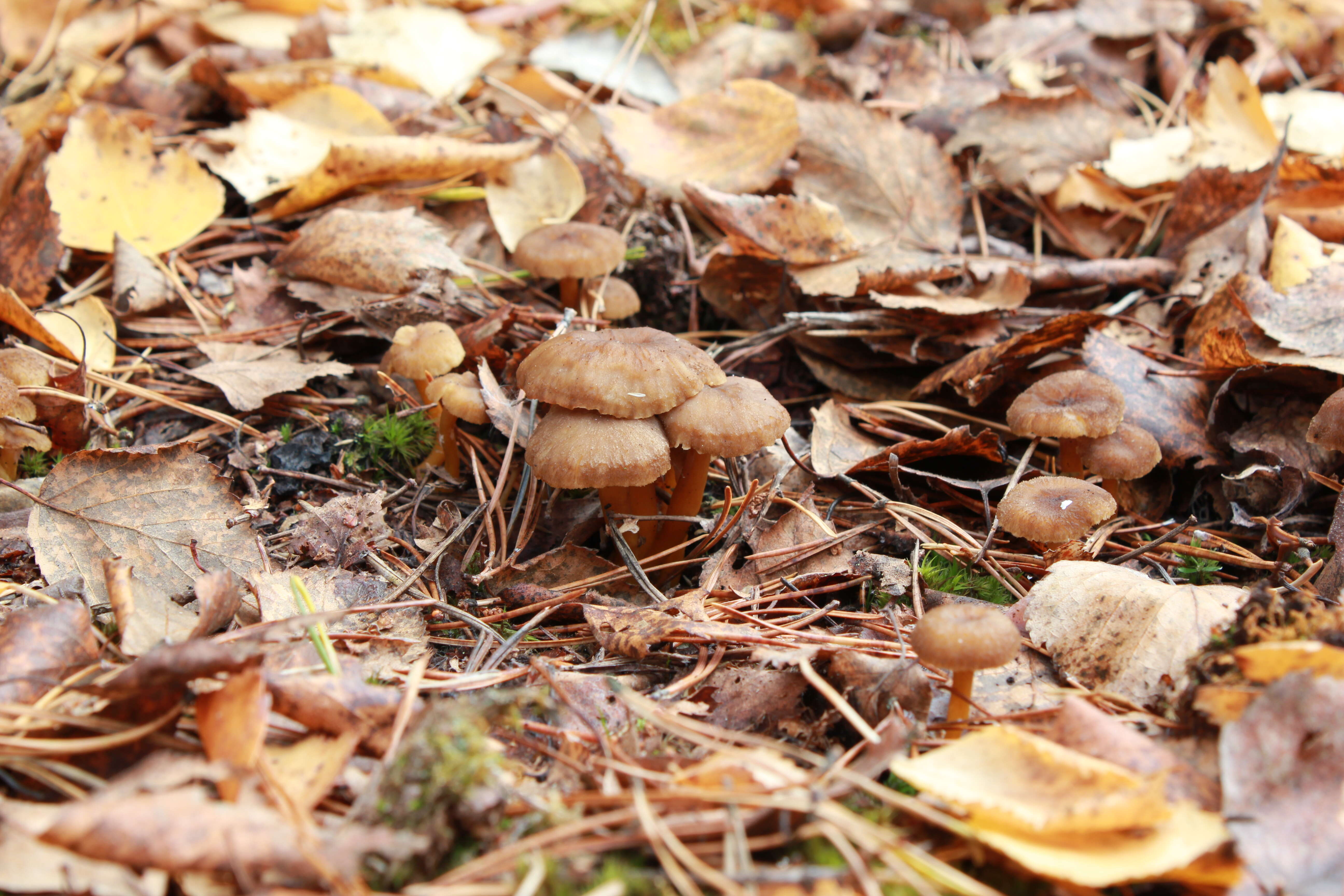 Image of Funnel Chanterelle