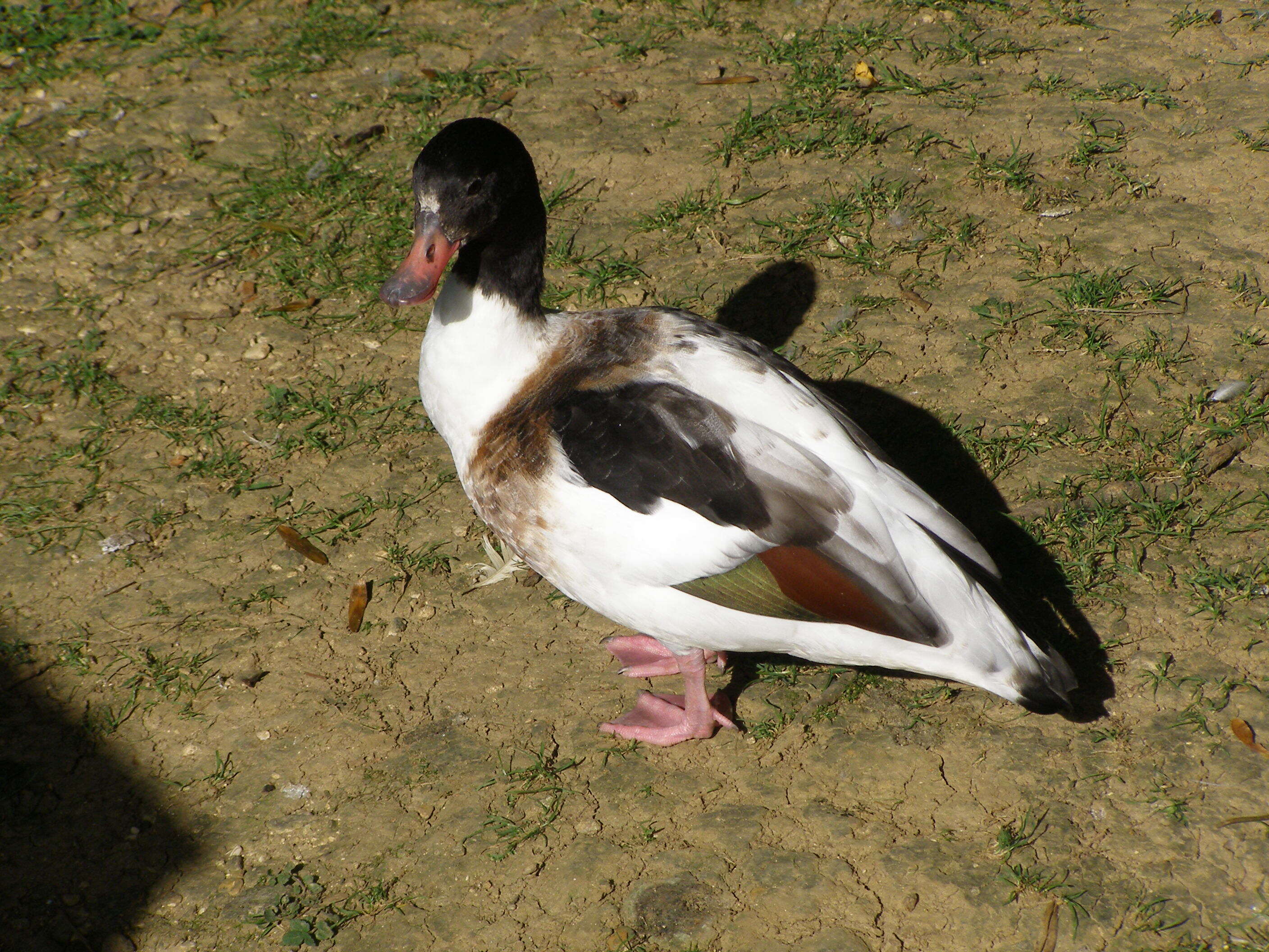 Image of shelduck, common shelduck