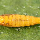 Image of Phyllonorycter cerasicolella (Herrich-Schäffer 1855)