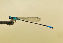 Image of Acanthagrion quadratum Selys 1876