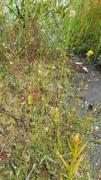 Image of horned bladderwort