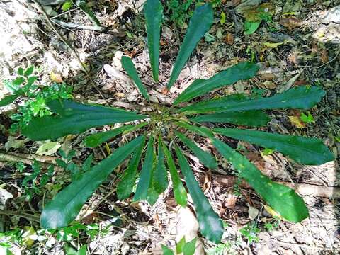 Image of Codiaeum peltatum (Labill.) P. S. Green