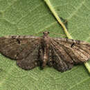 Image of Eupithecia actaeata Walderdorff 1869