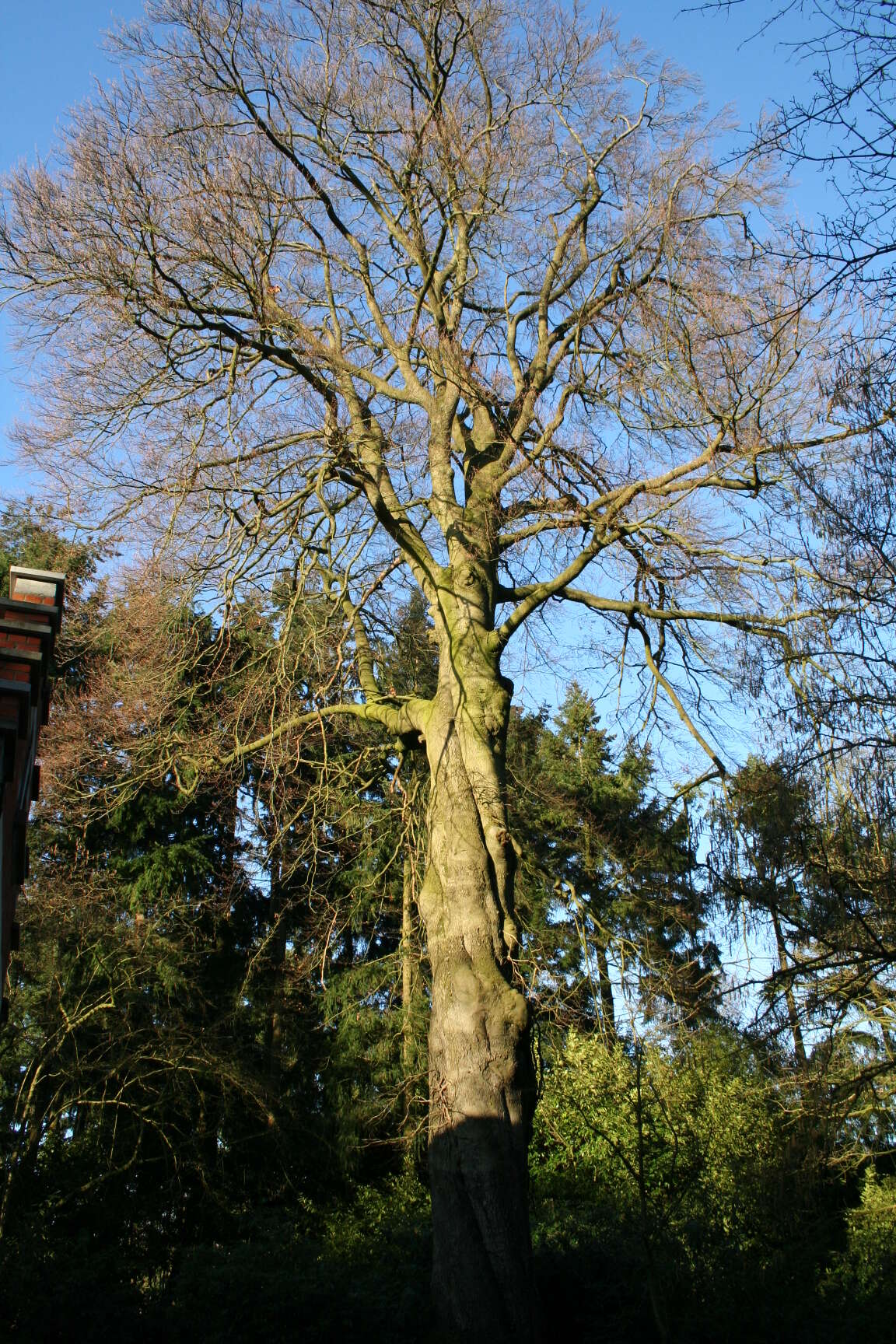 Image of European beech