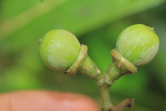 Слика од Ocotea floribunda (Sw.) Mez