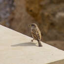 صورة Passer domesticus biblicus Hartert 1904