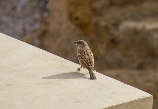 صورة Passer domesticus biblicus Hartert 1904