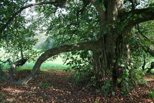 Image of Large-leaved Lime