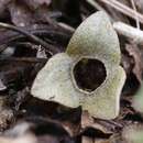 Image of Asarum fauriei var. takaoi (F. Maek.) T. Sugaw.