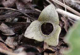 Image of Asarum fauriei var. takaoi (F. Maek.) T. Sugaw.