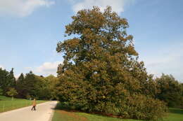 Image of Large-leaved Lime