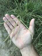 Image of Paraguayan windmill grass