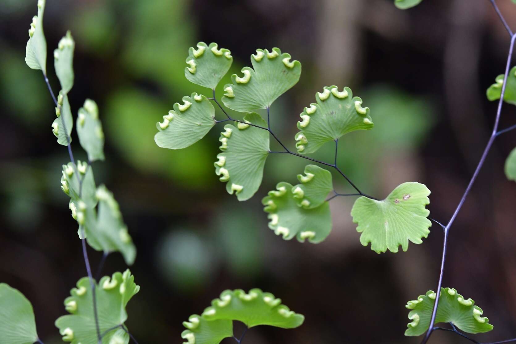 Plancia ëd Adiantum poiretii Wikstr.