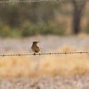 Cincloramphus cruralis (Vigors & Horsfield 1827) resmi