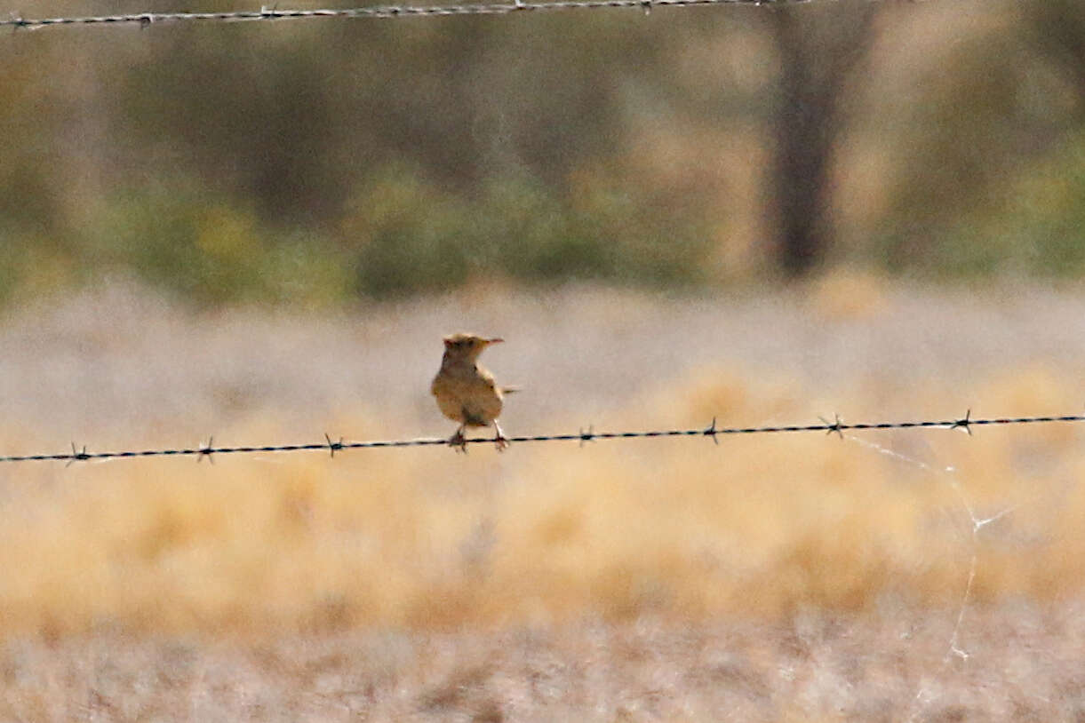 Image of Brown Songlark