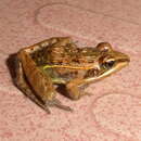 Image of Mascarene Grass Frog