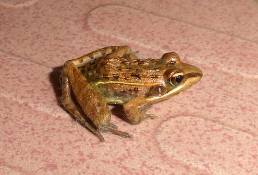 Image of Mascarene Grass Frog