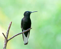 صورة Florisuga fusca (Vieillot 1817)