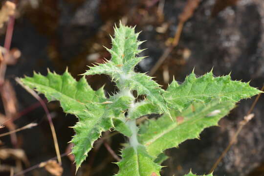 Слика од Echinops sahyadricus