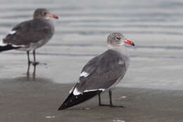 Image of Heermann's Gull