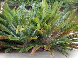 Image of Jozini Cycad