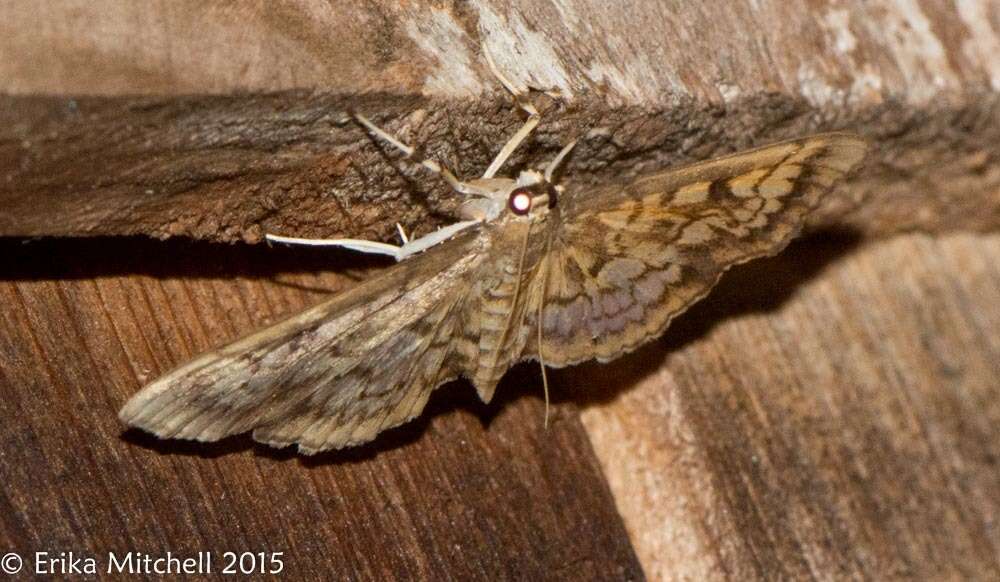 Image of Zigzag Herpetogramma