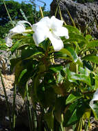 Image of Pachypodium decaryi L. Poisson