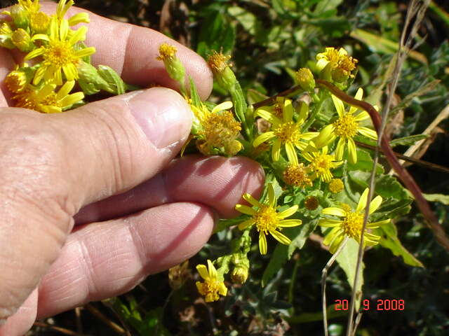 Image of Strong-smelling Inula