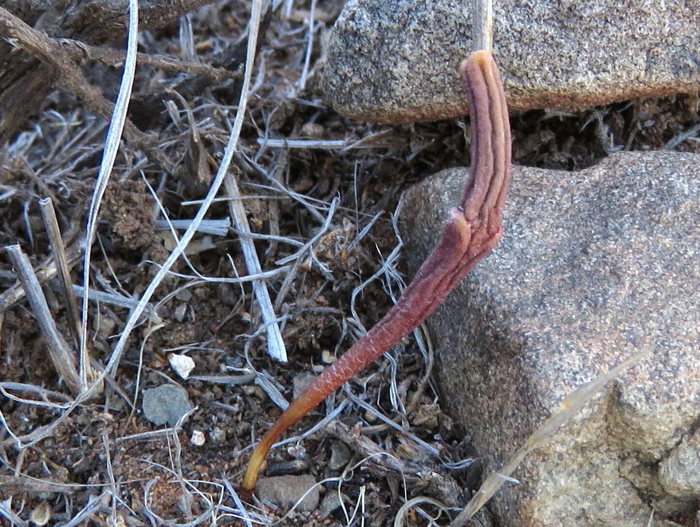 Image of Euphorbia juttae Dinter