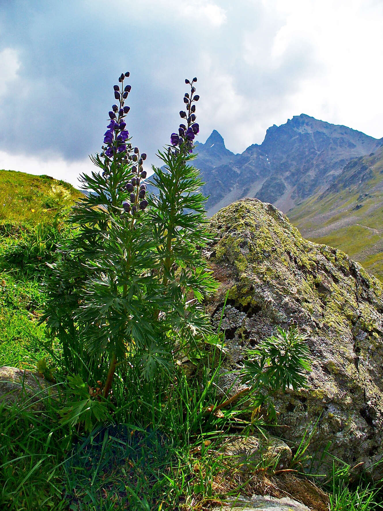 Слика од Aconitum napellus L.