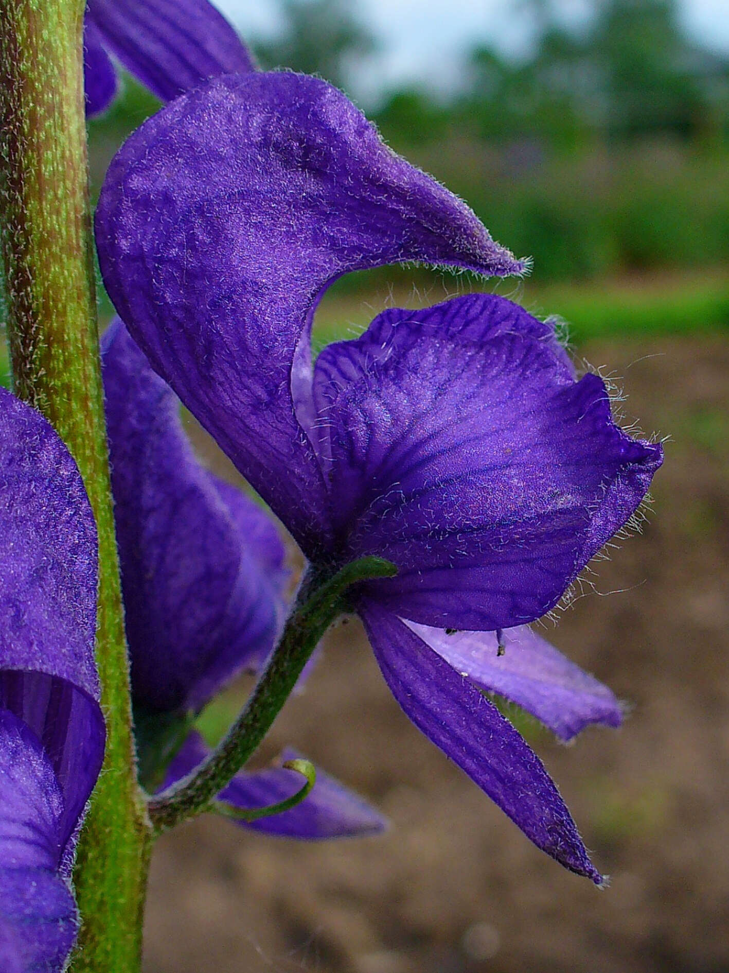 Слика од Aconitum napellus L.