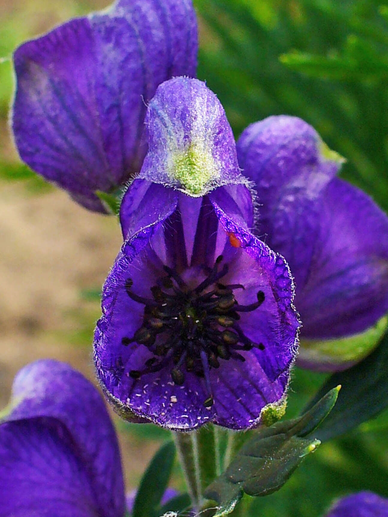 Слика од Aconitum napellus L.