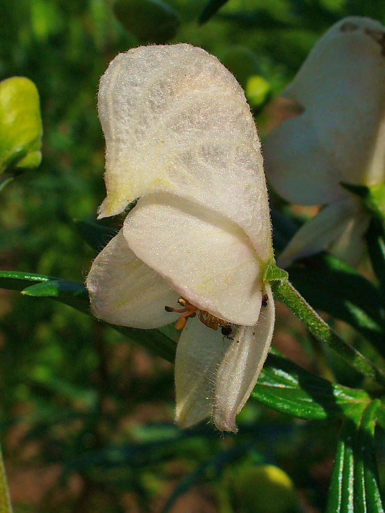 Слика од Aconitum napellus L.