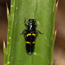 Image of Ochrostacta diadema (Burmeister 1835)