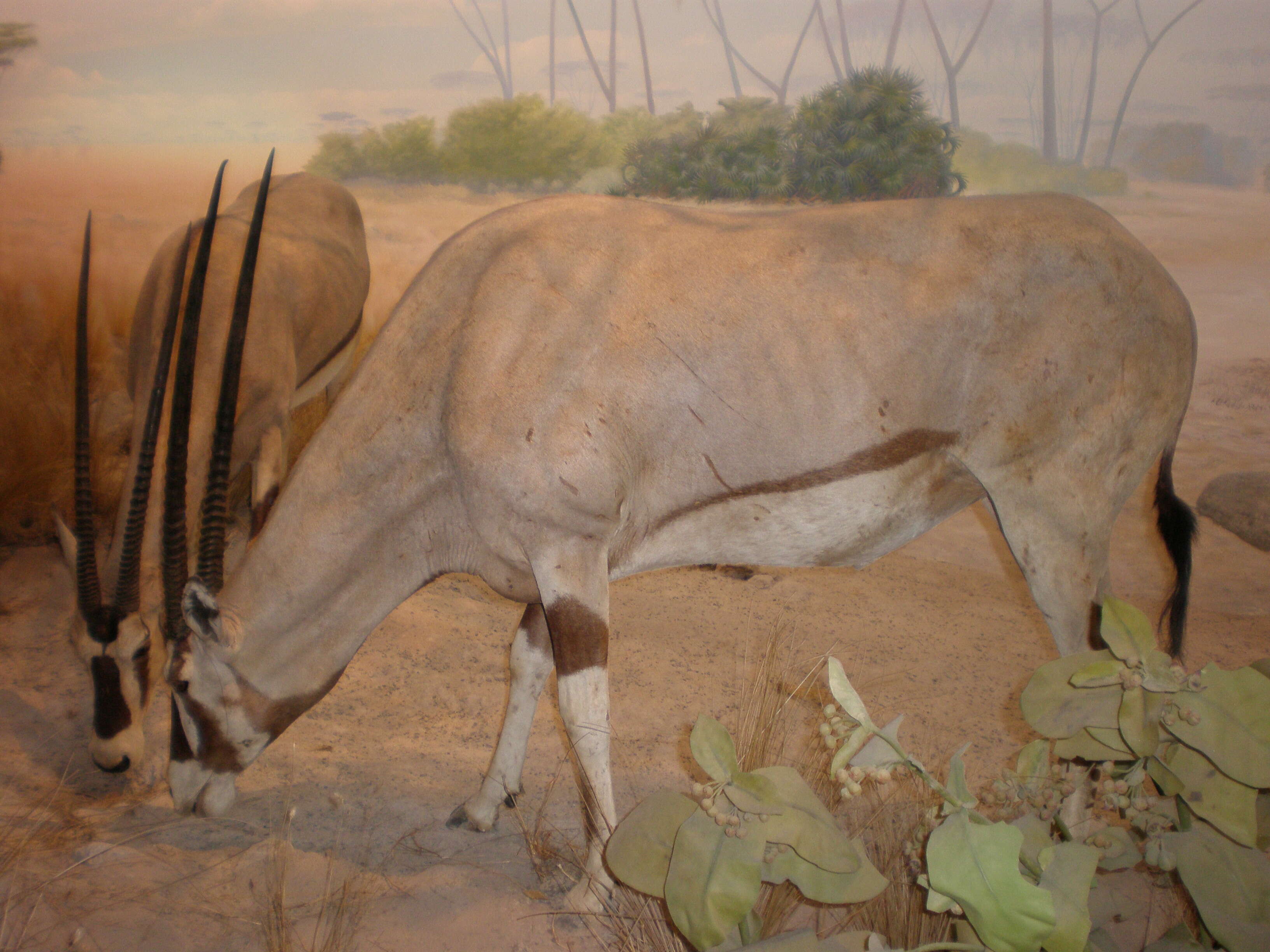 Image of Beisa Oryx