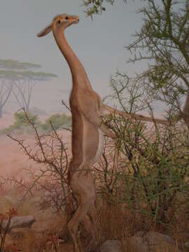 Image of Long-necked Antelopes