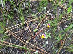 Image of Yellow-Lip Pansy Monkey-Flower