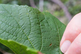 Image de Vitis aestivalis var. bicolor Leconte