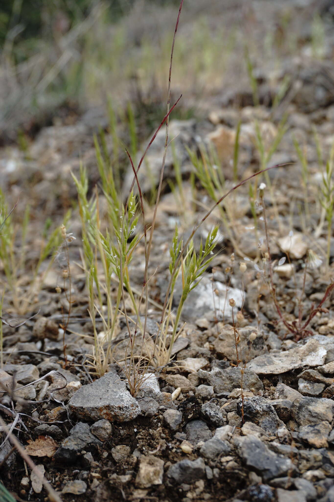 Image of Ventenata macra (Steven ex M. Bieb.) Balansa ex Boiss.