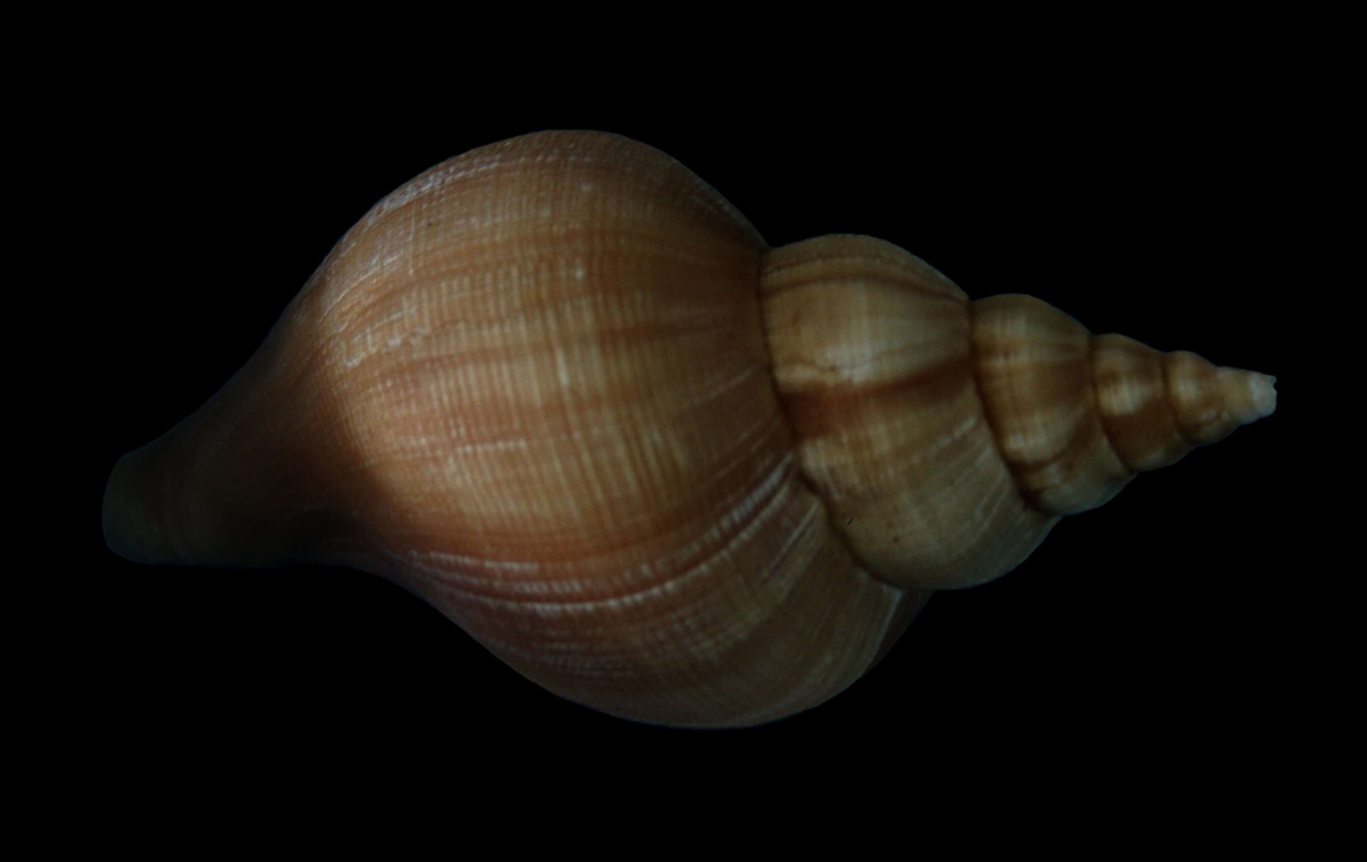 Image of ancient neptune snail