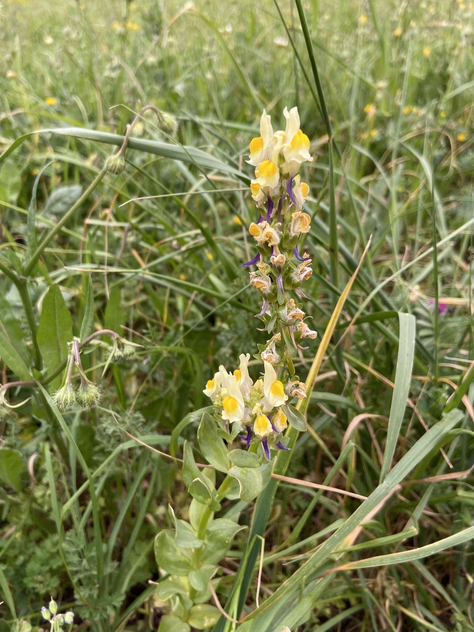 Image de Linaria triphylla (L.) Mill.