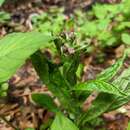 Image of Green Hound's-tongue