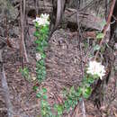 Image of Pimelea nivea Labill.